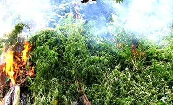 Suspected female hemp dealer docked