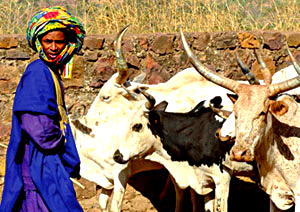 TEF to invest $500m into agriculture