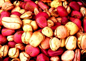 Nigeria launches I.T platform for tracking agricultural seeds