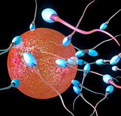 ‘Men will continue to produce sperm until old age’