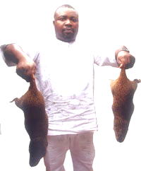 ‘We crossbreed grasscutters for higher yield’