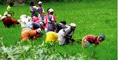 LNRBDA plans 10,000 hectares for rice, sugar cane cultivation in Kwara, Kogi
