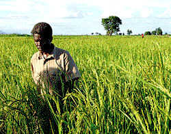Rivers floats N4.5bn farm to attract youth into agriculture