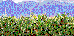 Addressing food security through biotechnology