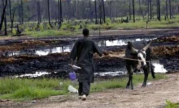 Ogoni killings: Monarch, others relive tales of woe