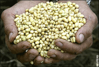 NAFDAC ‎bans importation of beans into Nigeria