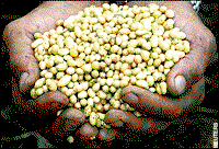 NAFDAC ‎bans importation of beans into Nigeria