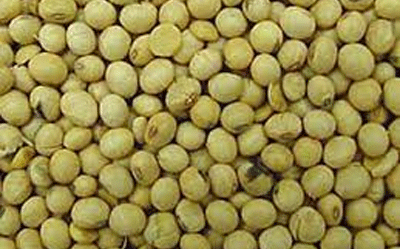 AATF, IAR develop insect, pest resistant cowpea