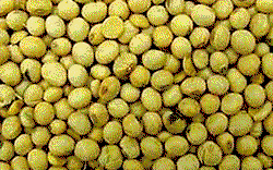 AATF, IAR develop insect, pest resistant cowpea