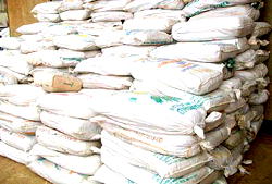Kwara NDLEA arrests two Suspects with N250m worth Cannabis