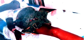 Abandoned by Fashola, LASTMA  victim recounts ordeal