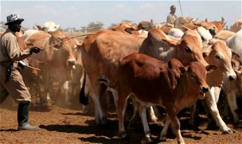Misuse of antibiotics in livestock, poultry also cause resistance in humans – expert