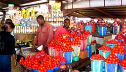 Farmers anticipate higher yields from trials of key staples