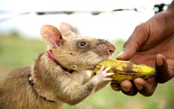African rats trained to sniff out landmines, detect tuberculosis in humans