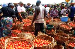 Katsina Govt. awards N500m contract for Tomato Paste Processing Plant