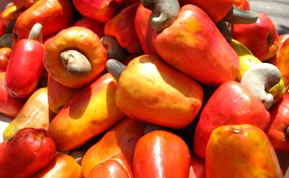 Nigeria generates N50.4bn from cashew export