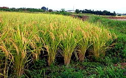 Cross River to complete Ogoja rice mill before December — Commissioner