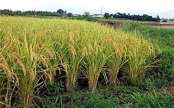Local rice producers, millers get Buhari’s commendation