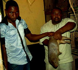 Ebola: Don recommends insects as substitute for `bush meat