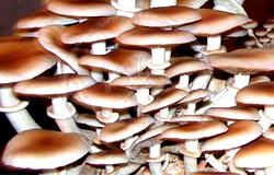 This happens to your heart, kidney, other body parts when you eat mushrooms