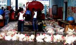 Fowl thief sentenced to 20 hours community service