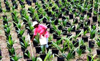 Group establishes tree seedlings nursery to counter climate change