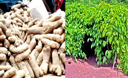 Agric imports hit N738bn in first quarter