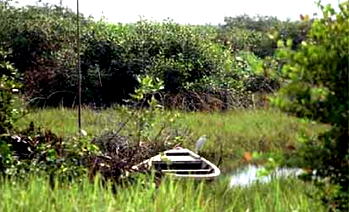 How to build on swamp