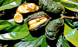 What is this about Kolanut in Igboland?