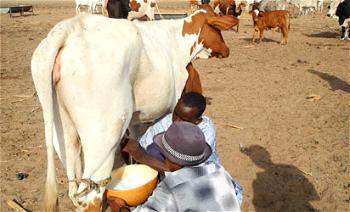 Why Fulanis deserve FG’s attention, intervention in milk production — NGFCS boss