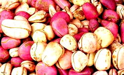 Kola nut: Nigeria’s seed of togetherness