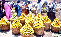 No cause for alarm on Nigeria’s economy – Okonjo-Iweala, Sanusi
