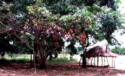 School where pupils learn under trees, makeshift house