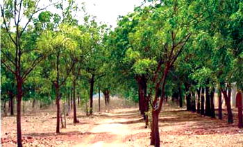 Environment Day: Plateau varsity to plant 1,500 trees–VC
