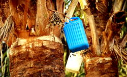 How we drink palm wine