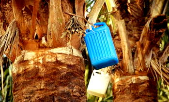 How we drink palm wine