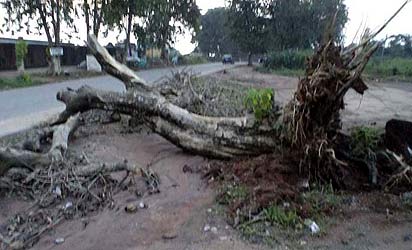 Lagos residents cry out over falling trees