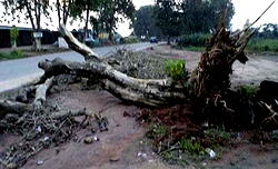 Lagos residents cry out over falling trees