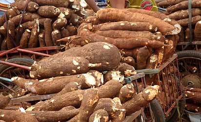 Unlocking Cassava Promise: Overcoming supply hurdles to achieve Nigeria’s HQCF ambition