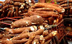 Kogi Cassava City gets $25m boost