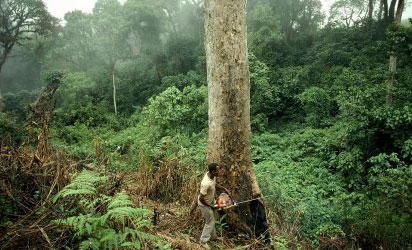 Nigeria loses about 350,000 to 400,000 hectares of land per year to deforestation – Report
