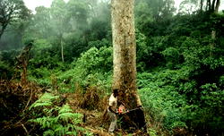 Climate change: How Fashola stopped tree felling federal agents