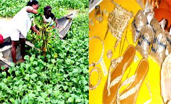 Research & Devt: Water Hyacinth: From pest to wealth