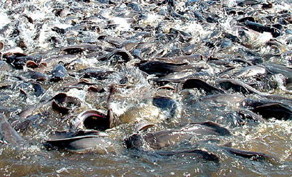 Nigeria spends N125.38bn on fish importation annually’