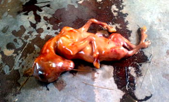 How woman delivered monster in church