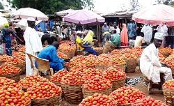 Consumer Watch:  Basket of Tomatoes sells for N35,000 – N40,000
