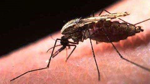 No ‘killer’ anti-malarial drugs in Nigeria, NAFDAC assures