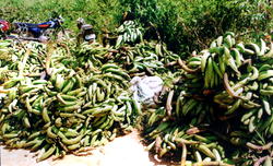 Rivers State: Flood disaster forces farmers into premature harvest