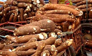 Nutritionist advocates fortified cassava consumption