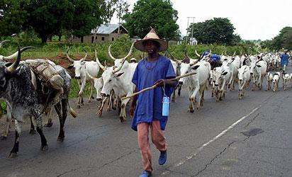 Tension as truck-loads of herdsmen,  cattle arrive Enugu community